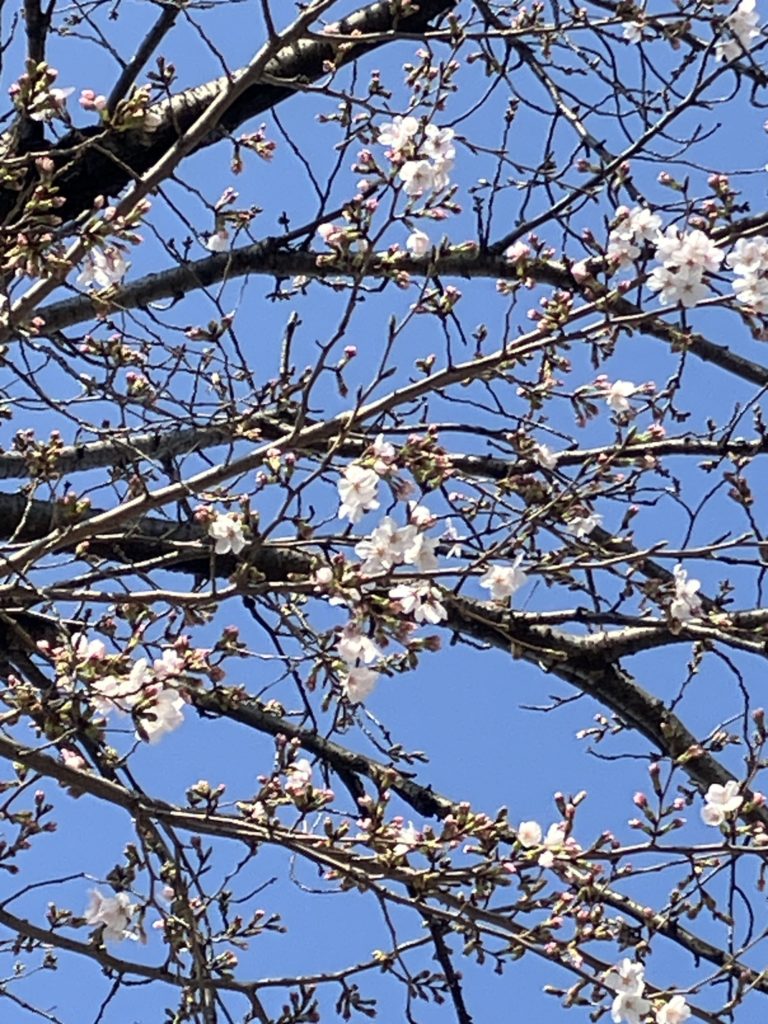 早咲き桜の木の開花状況