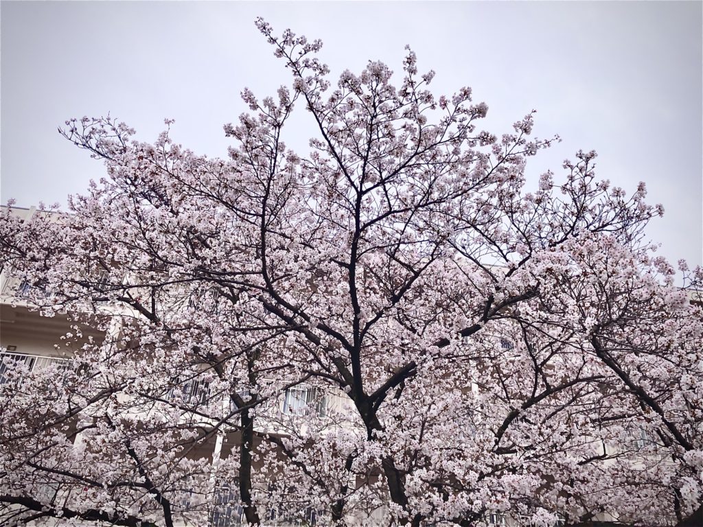 260401 満開の桜の木